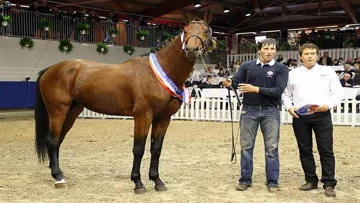 Vigo Cécé champion des étalons de 3 ans