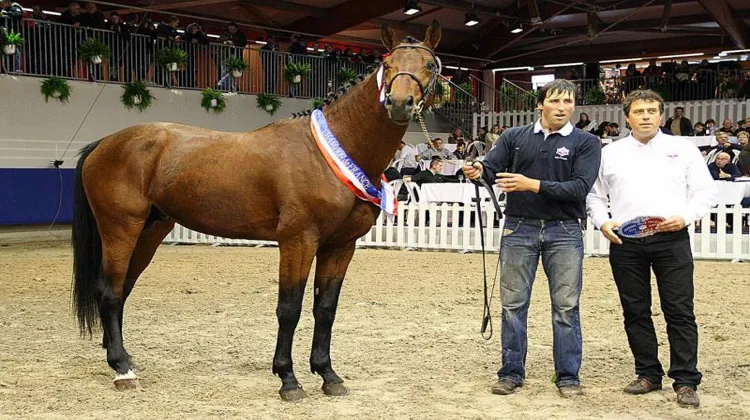 Vigo Cécé champion des étalons de 3 ans