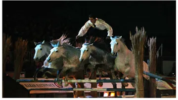 Le retour de Lorenzo, l'enfant de Camargue - Cheval Passion 