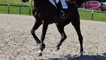 Et si votre cheval souffrait d’arthrose?