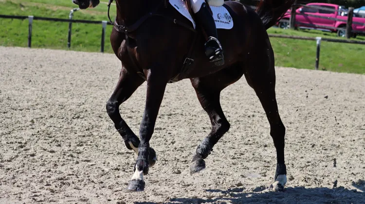 Et si votre cheval souffrait d’arthrose?