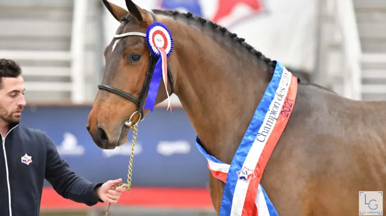 En décembre au pôle hippique de Saint-Lô...
