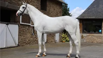 Doté d’un beau modèle et auteur d’une courte mais bonne carrière sportive, Casago est un étalon à surveiller.