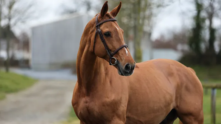 Projecteurs sur… Silver Deux de Virton *GFE