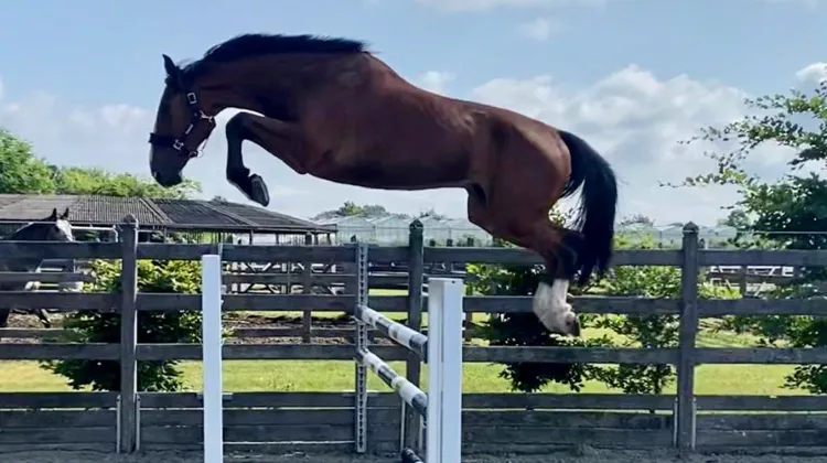 Matériel équestres et chevaux, plus de cent lots à découvrir lors de cette vente aux enchères