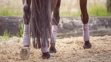 Protection pour le travail du cheval