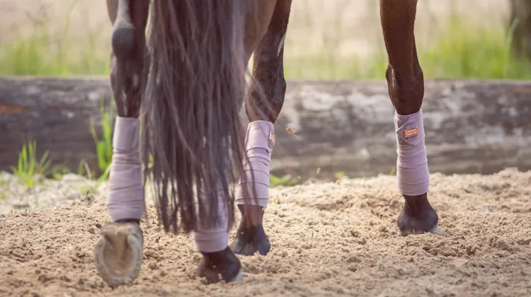 Protection pour le travail du cheval