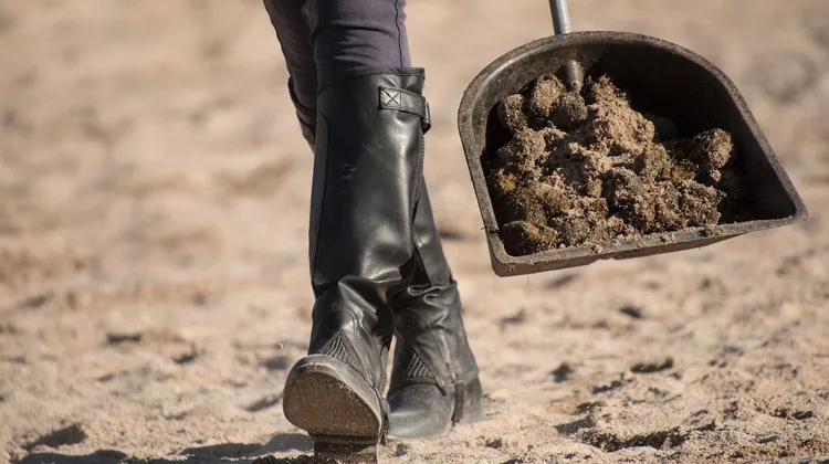 Une “taxe carbone équine” sur les crottins produits lors des compétitions internationales entre en vigueur. 