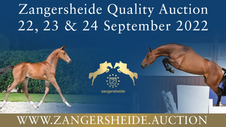Le retour des jeunes chevaux lors de la vente aux enchères de foals Zangersheide Quality Auction, du 22 au 24 septembre 2022!