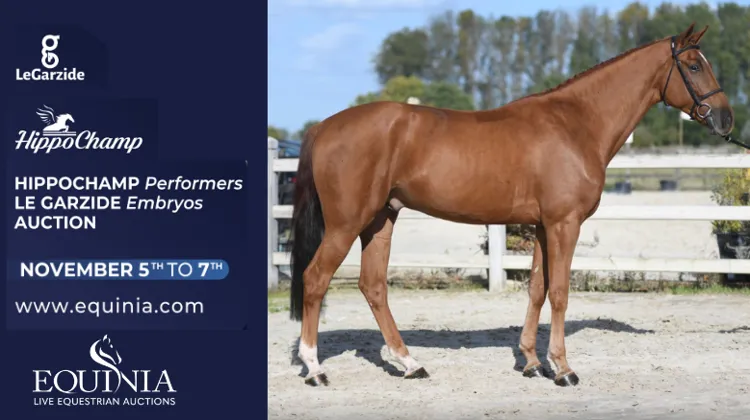 Chevaux de sport et embryons avancés par Hippochamp et Le Garzide, du 5 au 7 novembre