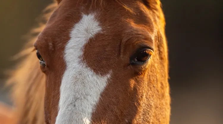 Les 4 et 5 février, Hélène Roche animera deux conférences sur le bien-être équin au Jumping international de Bordeaux. 