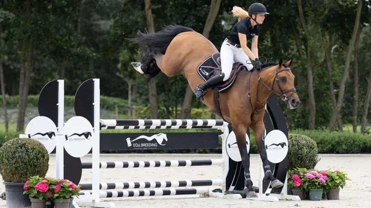 Equbreeding.auction : des histoires à succès avec des pères approuvés, des poulains exceptionnels et des embryons uniques 