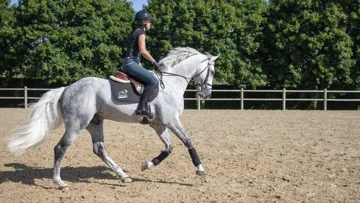 Audevard vous livre leurs conseils pour prendre soin des tendons de votre cheval