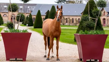 Candy de Nantuel*GFE