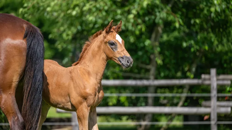 Elvo Stables s’impose comme une référence en combinant tradition, excellence et modernité avec l’Elvo’s Foals Festival.
