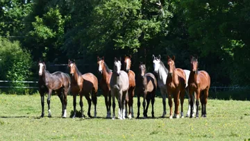 Poulains du Groupe France Élevage (GFE)