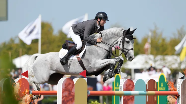 La grise est aussi bien à son aise à l’extérieur qu’en indoor, sur le sable ou l’herbe. 