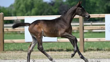Découvrez votre futur champion de saut d’obstacles avec la vente aux enchères Belgian Elite Auction