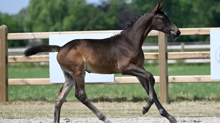 Découvrez votre futur champion de saut d’obstacles avec la vente aux enchères Belgian Elite Auction