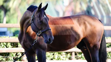 United Touch S est ici dans les allées du CSIO 5* de Barcelone, où il a offert la victoire à l’Allemagne en finale des Coupes des nations Longines en 2023 puis de la Ligue des nations Longines en 2024.