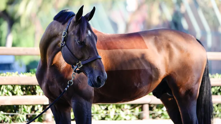 United Touch S est ici dans les allées du CSIO 5* de Barcelone, où il a offert la victoire à l’Allemagne en finale des Coupes des nations Longines en 2023 puis de la Ligue des nations Longines en 2024.