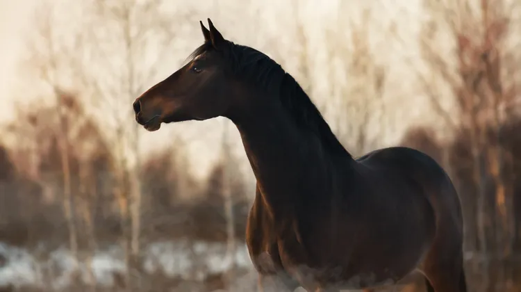 Destiné à accompagner le système immunitaire, EDHYA Immuno Activ se pose comme le parfait allié des intersaisons