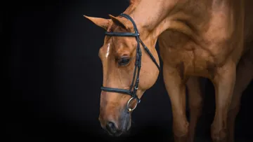 Retiré de la scène sportive depuis 2019, Epleaser van’t Heike est devenu un étalon à succès.