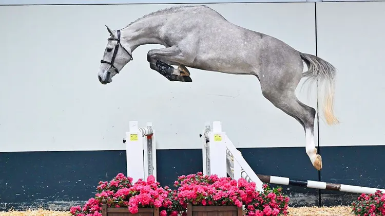 Harrie Smolders: “Les chevaux de la vente aux enchères SLF Horse Auction sont d’une grande qualité”