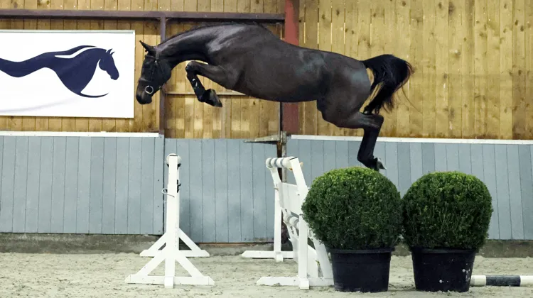 Une sélection exceptionnelle de chevaux et d’embryons pour un avenir équestre assuré