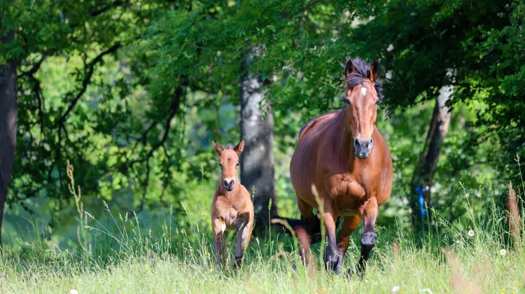 Le terroir, au sens très large du terme, influe encore largement sur le succès des éleveurs, et donc sur les résultats des livres de race que leurs chevaux représentent en compétition.