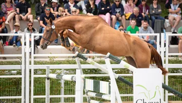 Cheval Normandie, l’année 2024 en ligne de mire