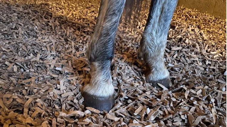 Aménager le box pour améliorer le bien-être des chevaux
