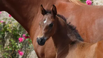 Normandy Genetic Auction, une vente de femelles sans frais acheteurs présentée par l'agence Nash Auction