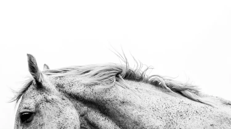 Phytology VetCare, la nouvelle marque de phytothérapie qui cultive la santé des chevaux.