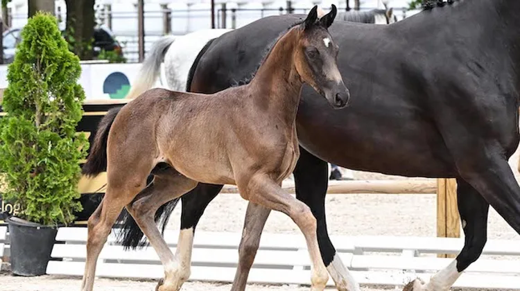 20 poulains de dressage et d’obstacles pour la prochaine vente aux enchères Helgstrand et Schockemöhle, du 11 au 13 septembre!