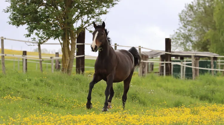 Protéger son cheval des insectes en été