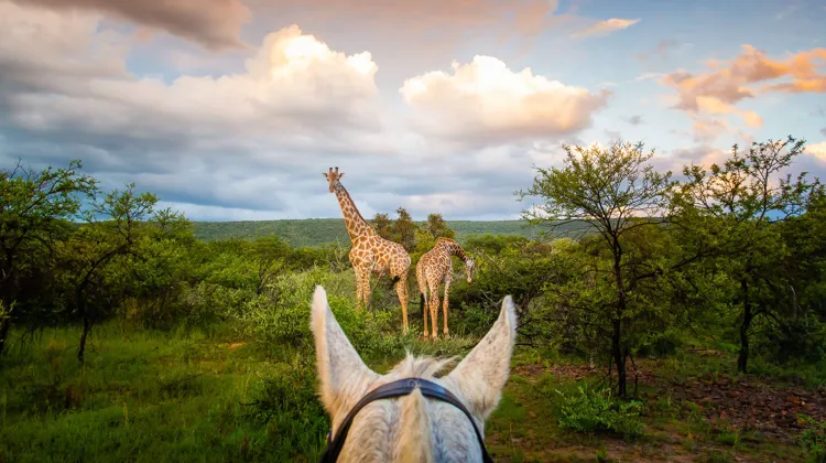 Cheval d'Aventure, c’est plus de cinquante ans de randonnées à travers le monde ! Et si vous en étiez ?