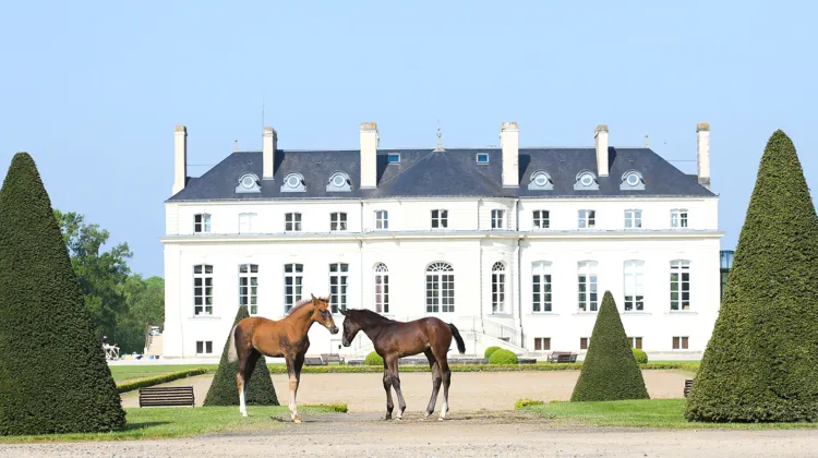 Haras de Hus