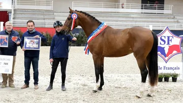 Kasallito des Forêts, champions des étalons Selle Français de deux ans