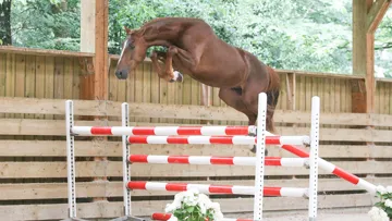 Jefferson Flamingo (Untouchable x Baloubet du Rouet)