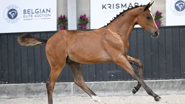 Belgian Elite Auction impressionne avec son étonnante collection d'octobre