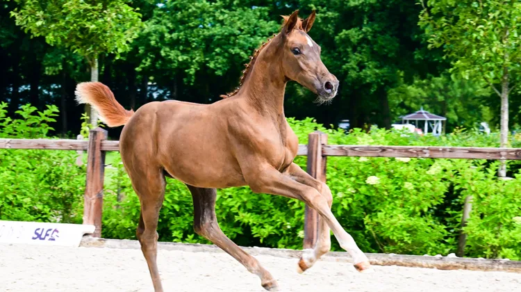 Cazita ter Schellebeek (Ecclestone Z x Aganix du Seigneur)
