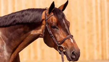 Lot 38 - Hongre de 7 ans