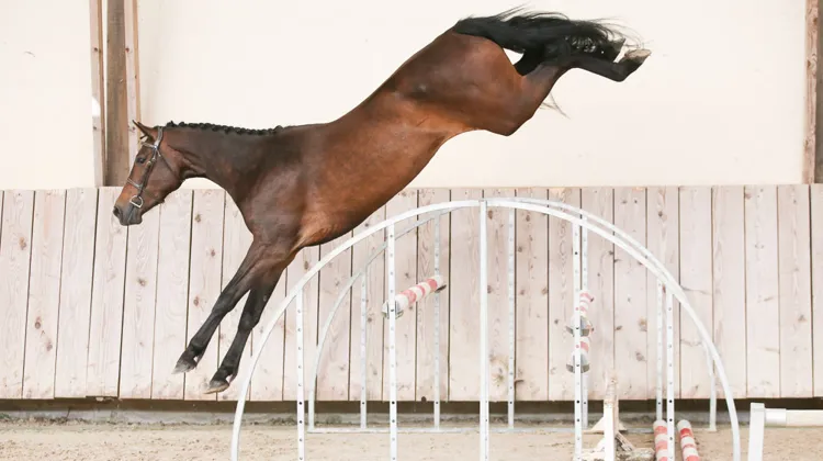 D'Ick Auction du 4 au 6 septembre. L'évènement élevage de l'année!