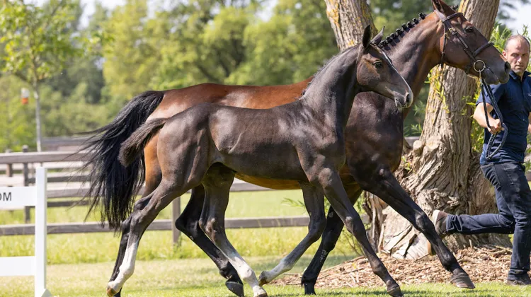 Toute l’équipe organisatrice d’Equestrian Auction a hâte de vous faire découvrir sa nouvelle collection de poulains en vente ! L’édition d’été aura lieu le 1er juillet, en physique et en ligne, lors de la Coupe de Belgique des Jeunes Chevaux au sein de JV Horses, à Wuustwezel, à trente minutes d’Anvers. Au programme, poulains mais également poulinières et embryons. 