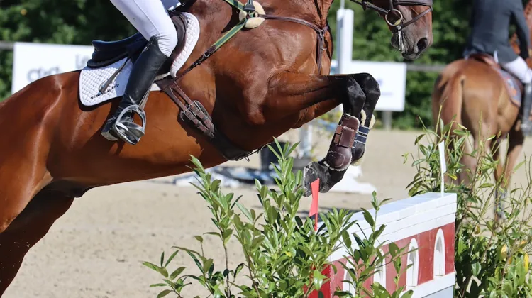 La prise en charge de l’arthrose chez le cheval