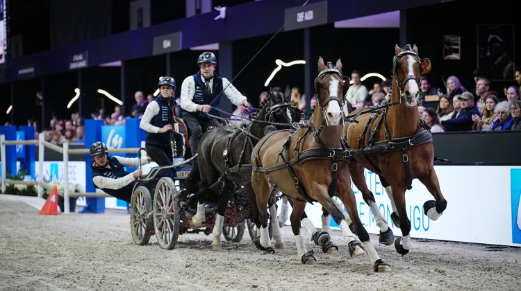 Dries Degrieck a remporté sa première finale de la Coupe du monde d'attelage.