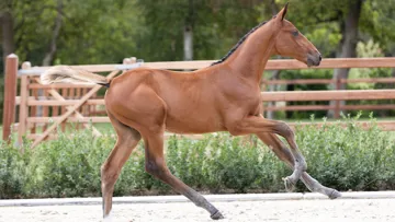 Prochaine vente aux enchères physique et en ligne le 14 septembre. Cracks en vue !