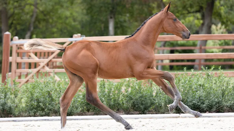 Prochaine vente aux enchères physique et en ligne le 14 septembre. Cracks en vue !