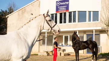 Génétiqu’Anglo, pour la préservation et la valorisation de l’Anglo-Arabe